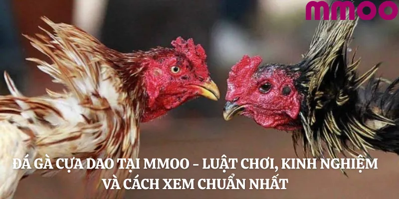 Đá Gà Cựa Dao Tại MMOO - Luật Chơi, Kinh Nghiệm Và Cách Xem Chuẩn Nhất