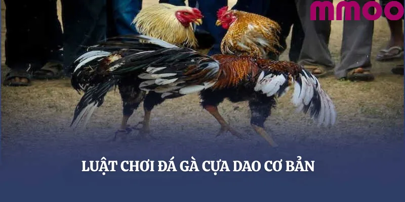Luật chơi đá gà cựa dao cơ bản