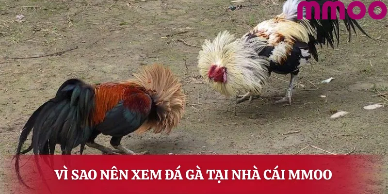Vì sao nên xem đá gà tại nhà cái MMOO